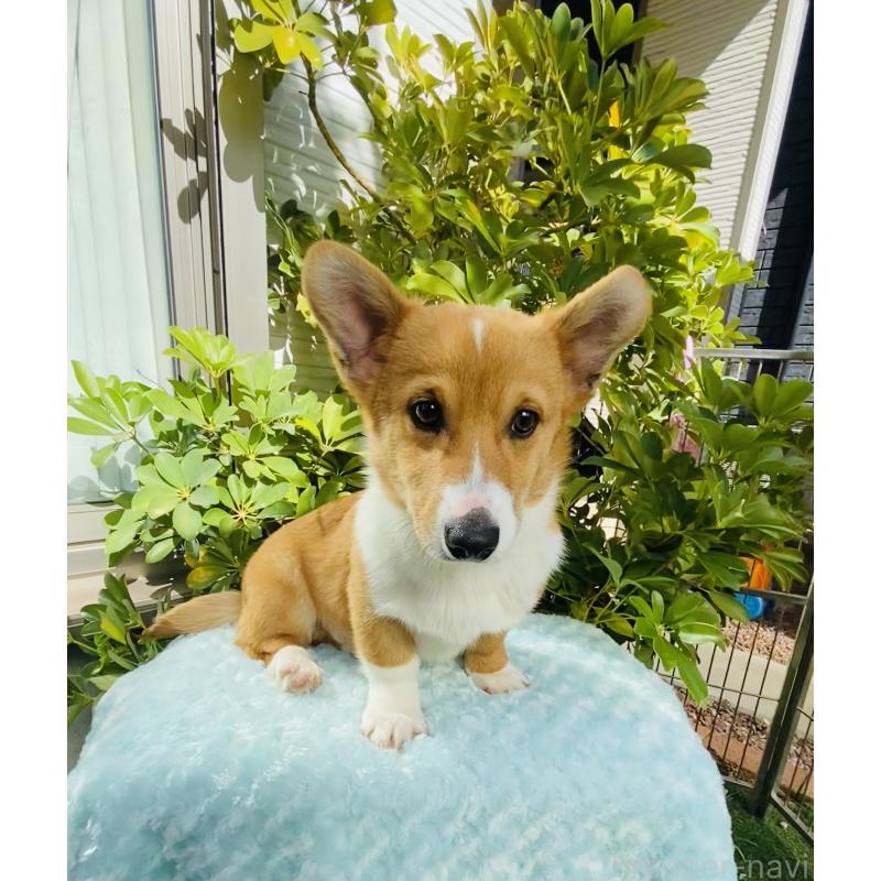 成約済の千葉県のウェルシュコーギーペンブローク-423500の5枚目