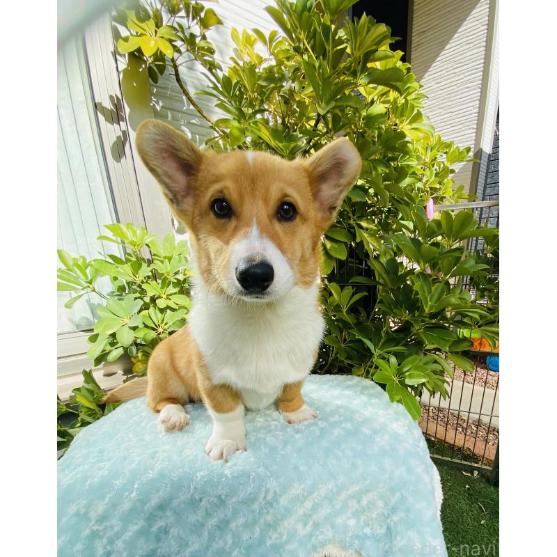 成約済の千葉県のウェルシュコーギーペンブローク-423500の4枚目