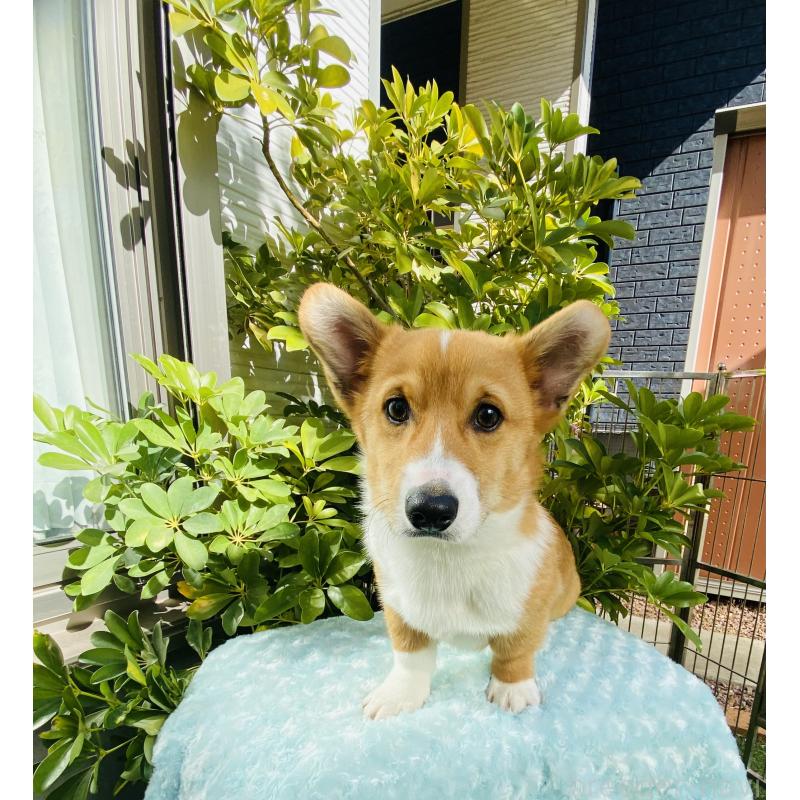 成約済の千葉県のウェルシュコーギーペンブローク-423500の3枚目