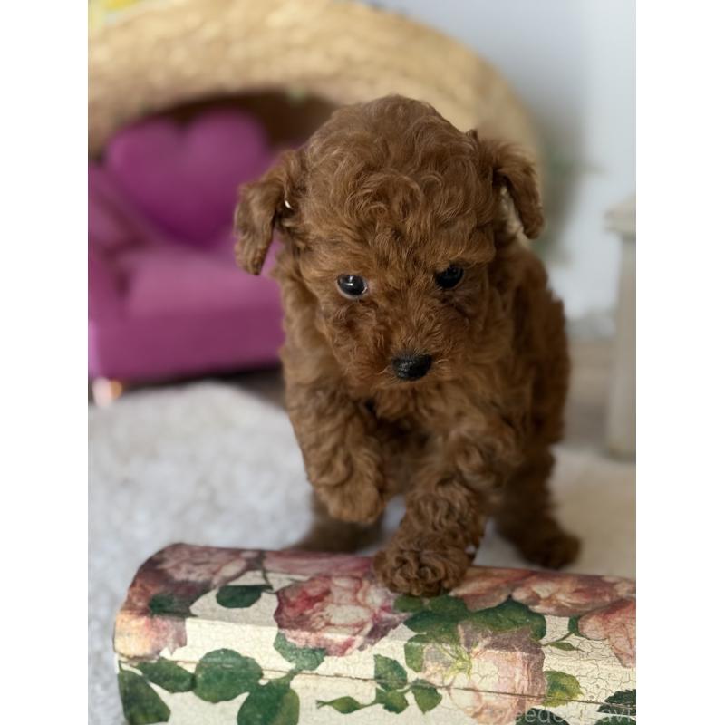 成約済の宮崎県のタイニープードル-440064の8枚目