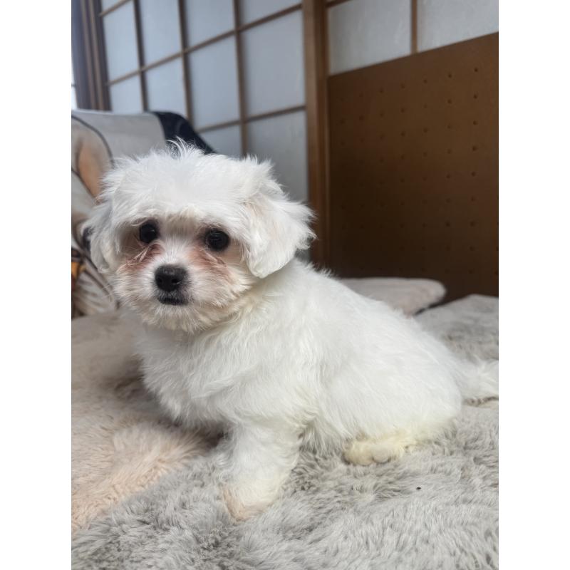 販売中の奈良県のビションフリーゼ-441628の2枚目