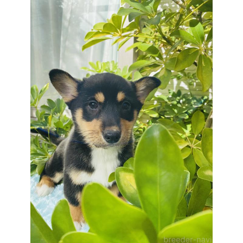 販売中の千葉県のミックス犬-440897の5枚目