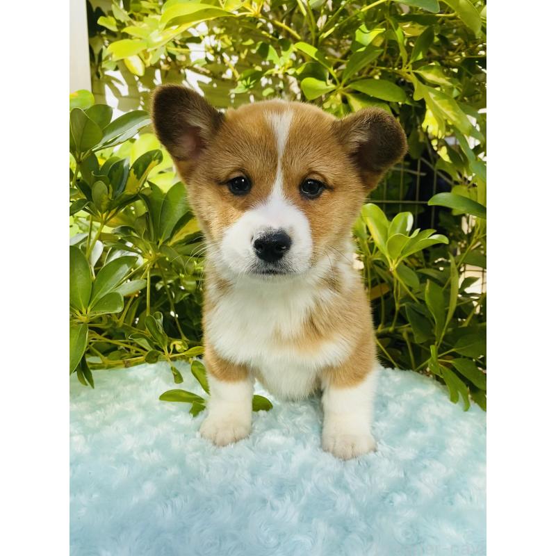 成約済の千葉県のミックス犬-440898の2枚目