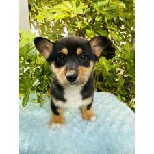 ♀︎ミックス犬