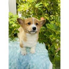 ♀︎ミックス犬