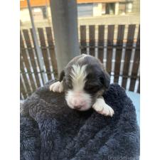 ♀︎バーニードゥードル:バーニーズ×スタンダードプードル