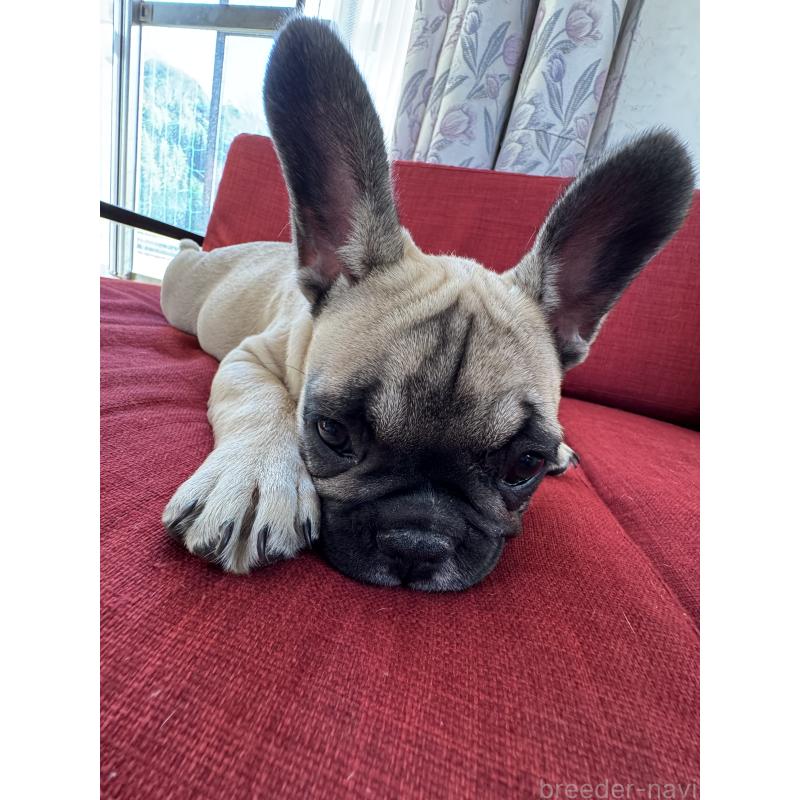 販売中の香川県のフレンチブルドッグ-433359の5枚目