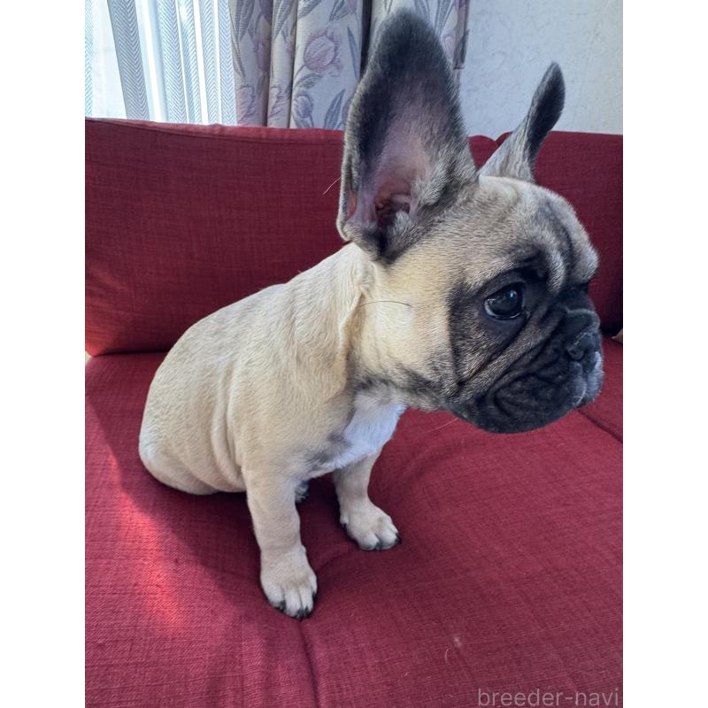 販売中の香川県のフレンチブルドッグ-433359の2枚目