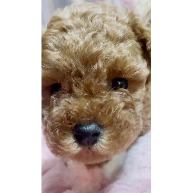 販売中の千葉県のタイニープードル-441830の18枚目