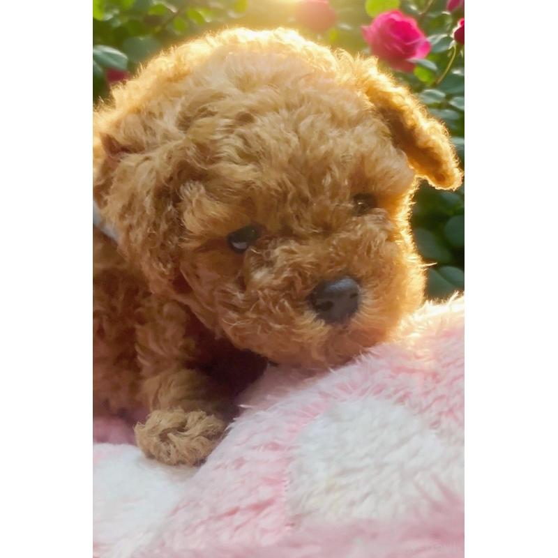 販売中の千葉県のタイニープードル-441830の17枚目