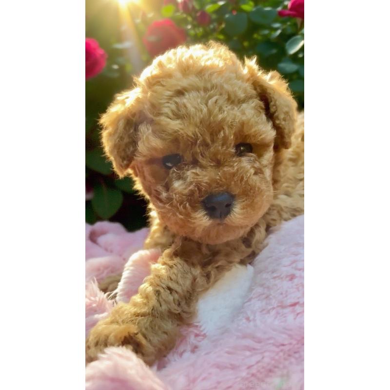 販売中の千葉県のタイニープードル-441830の16枚目