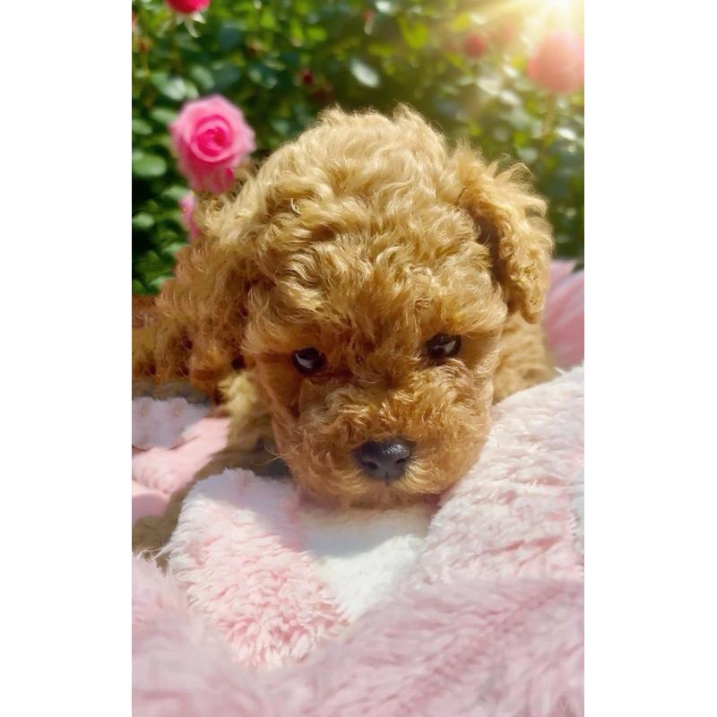 販売中の千葉県のタイニープードル-441830の15枚目