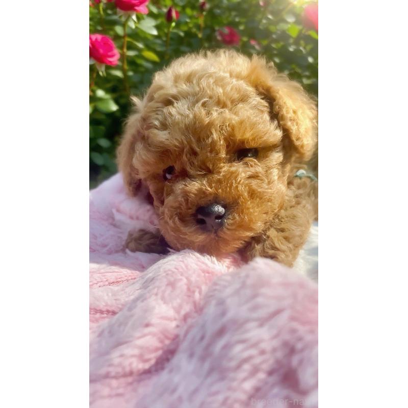 販売中の千葉県のタイニープードル-441830の14枚目