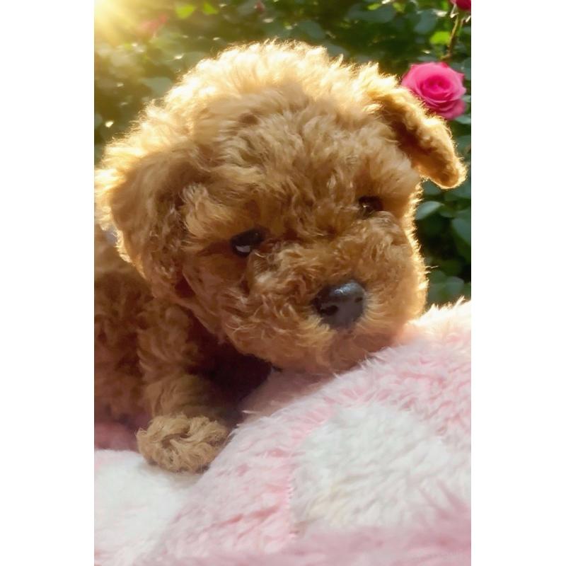 販売中の千葉県のタイニープードル-441830の12枚目