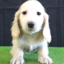 ♀︎ミニチュアダックスフンド(ロングヘアード)