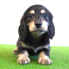 ♀︎ミニチュアダックスフンド(ロングヘアード)