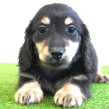 ♀︎ミニチュアダックスフンド(ロングヘアード)