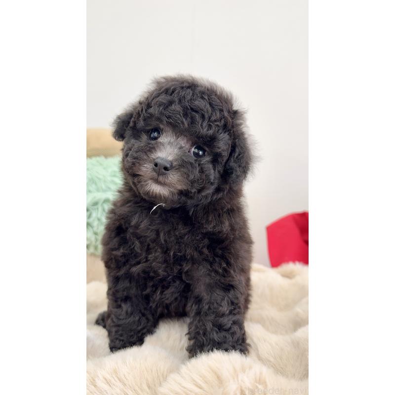 成約済の岐阜県のタイニープードル-441567の10枚目