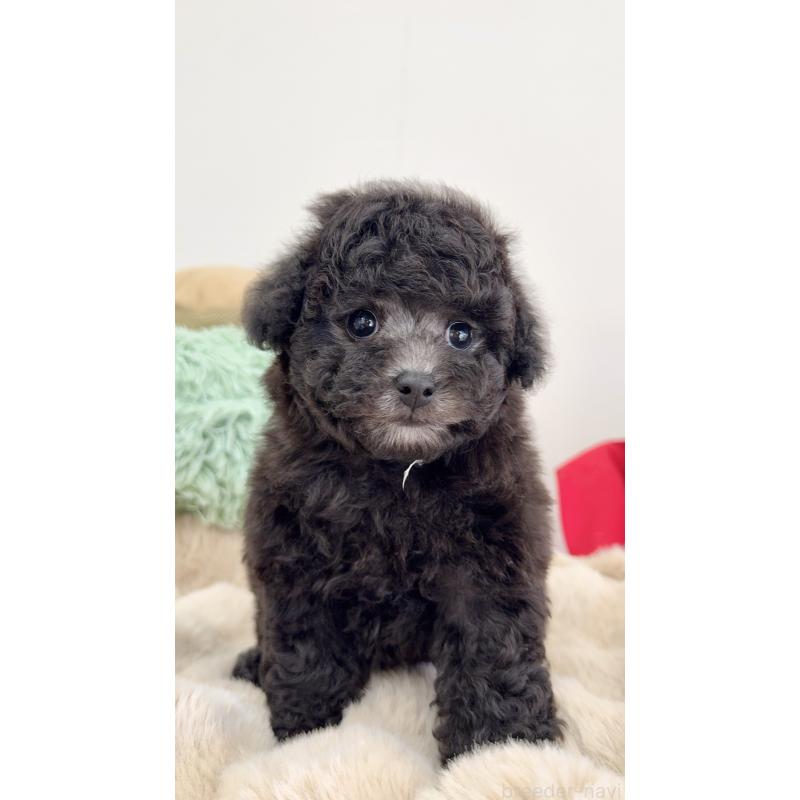 成約済の岐阜県のタイニープードル-441567の9枚目