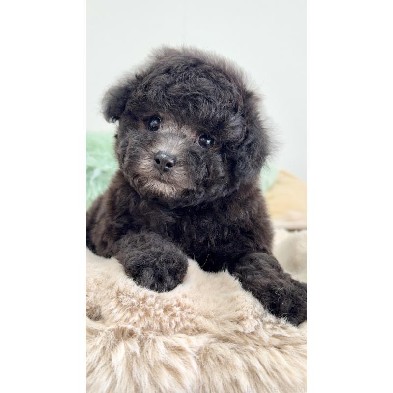 成約済の岐阜県のタイニープードル-441567の8枚目