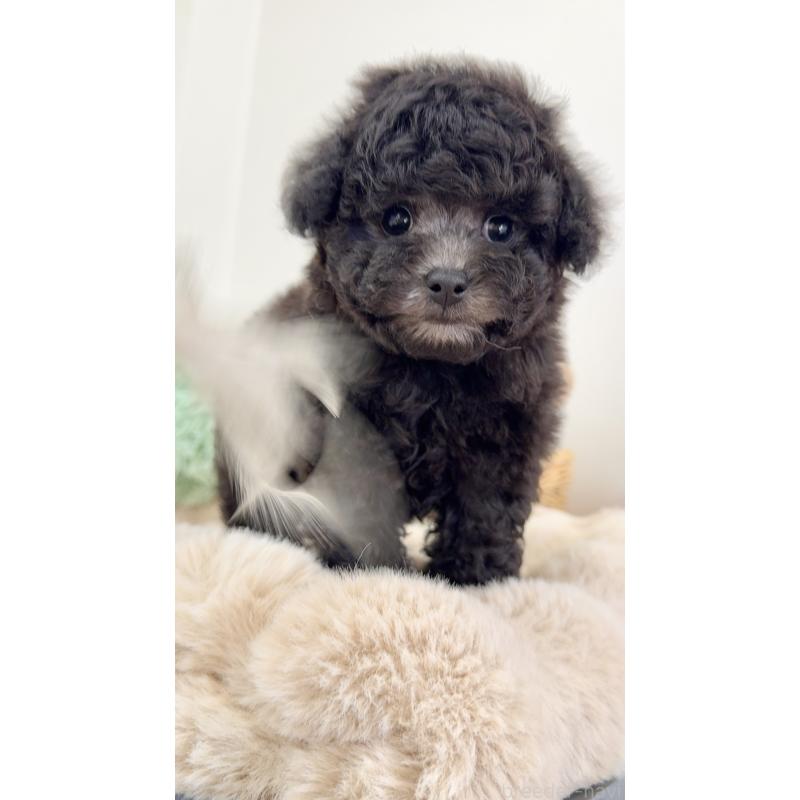 成約済の岐阜県のタイニープードル-441567の7枚目