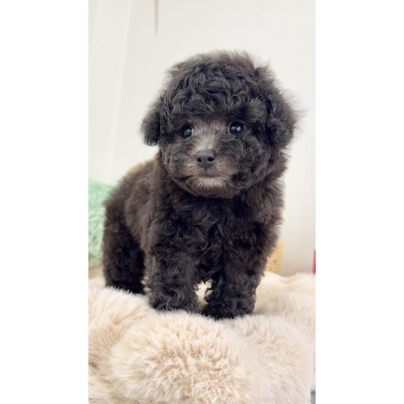 成約済の岐阜県のタイニープードル-441567の6枚目