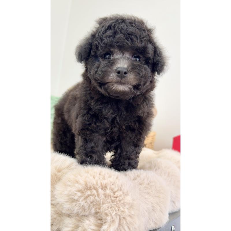 成約済の岐阜県のタイニープードル-441567の5枚目