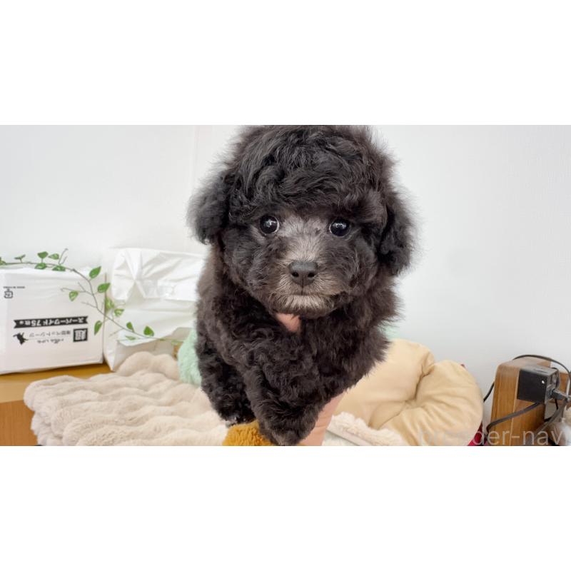 成約済の岐阜県のタイニープードル-441567の4枚目