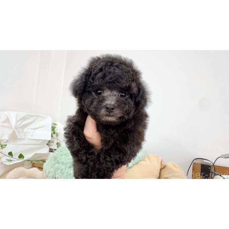 成約済の岐阜県のタイニープードル-441567の2枚目