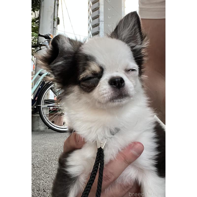 犬舎紹介の大阪府の犬舎紹介-5400の3枚目