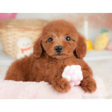 オンライン見学