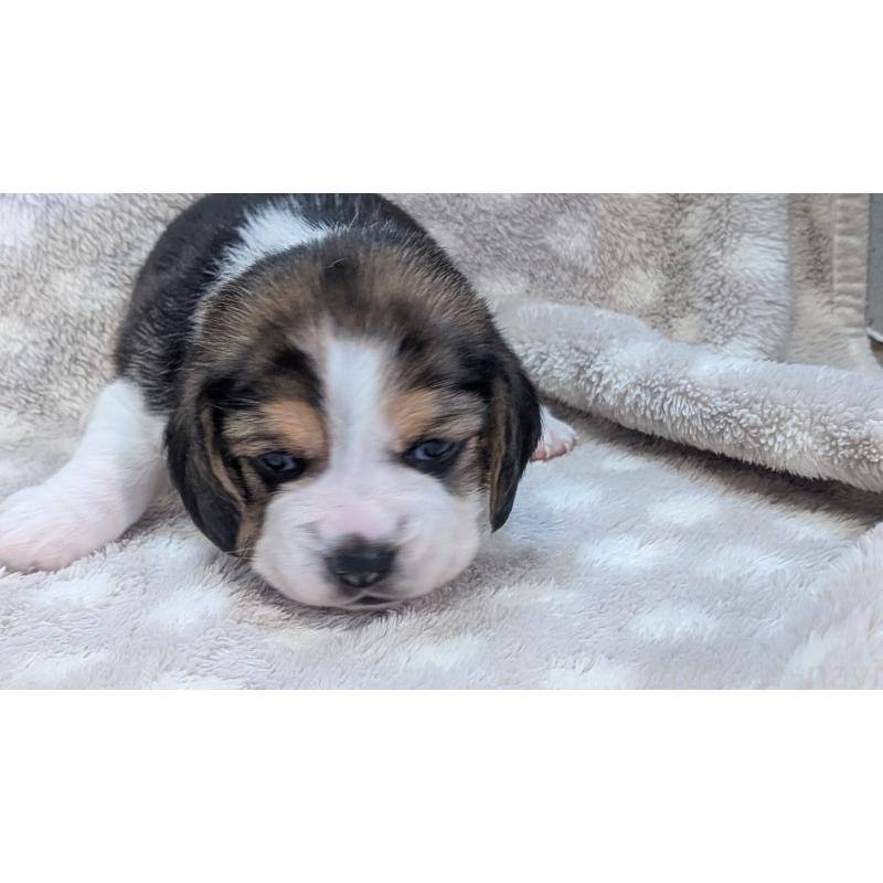 成約済の熊本県のビーグル-440794の16枚目