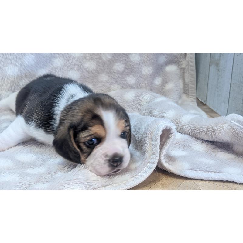 成約済の熊本県のビーグル-440794の15枚目