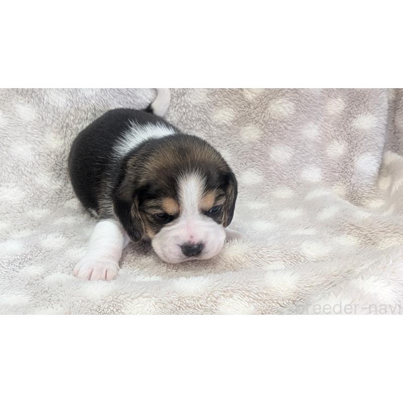 成約済の熊本県のビーグル-440795の15枚目