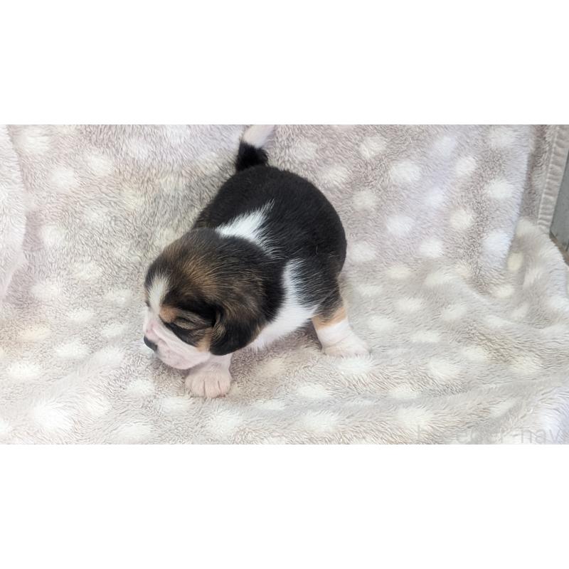 成約済の熊本県のビーグル-440795の14枚目