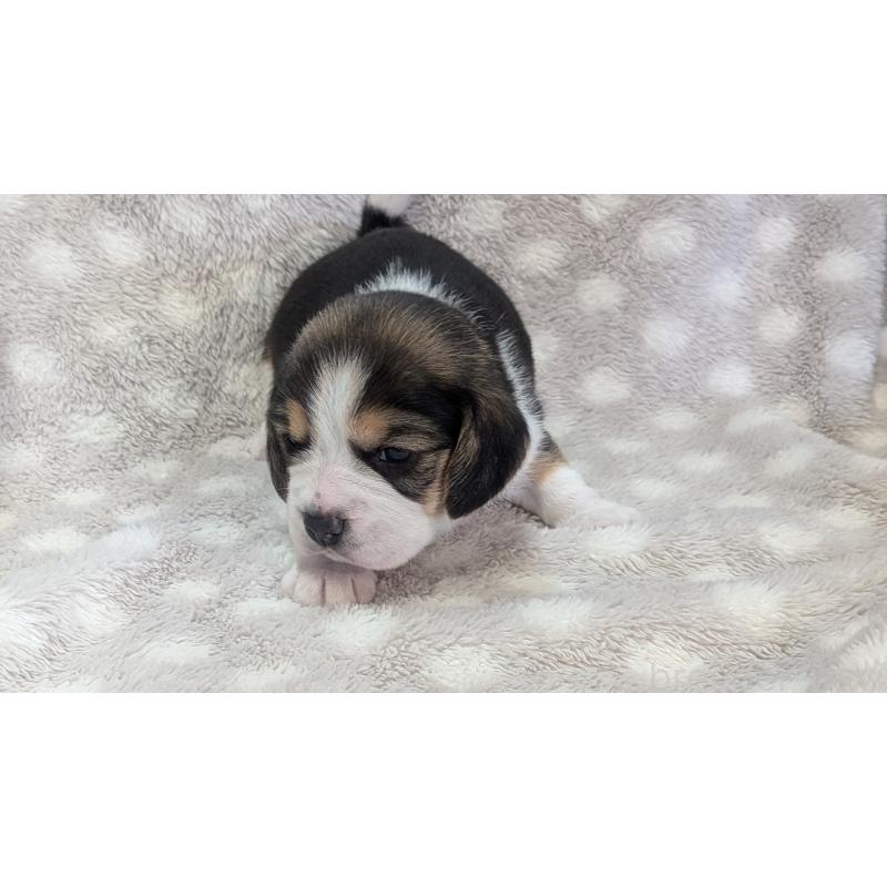 成約済の熊本県のビーグル-440795の13枚目