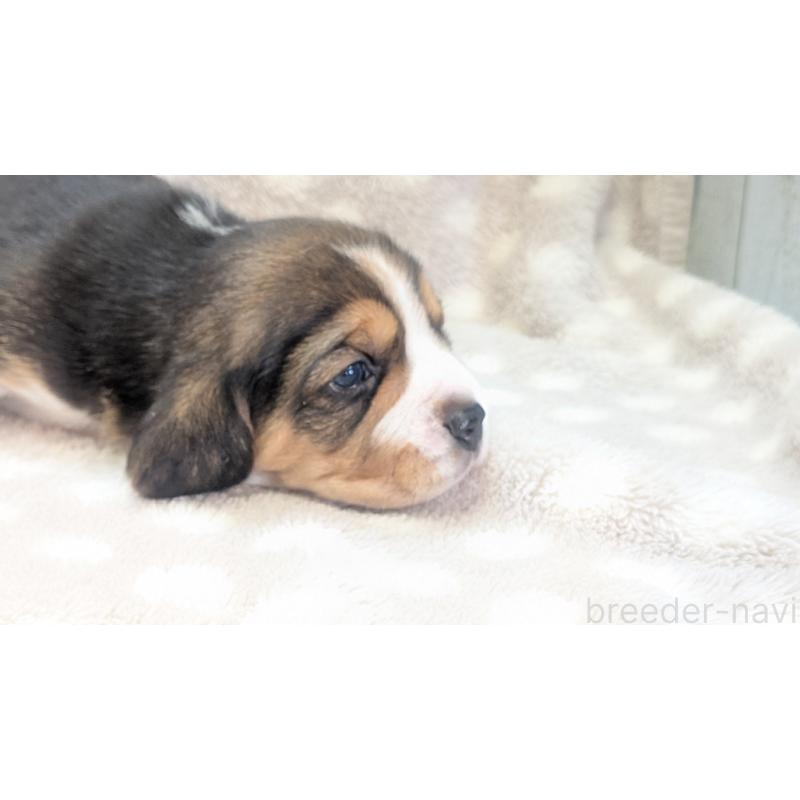 成約済の熊本県のビーグル-440793の25枚目