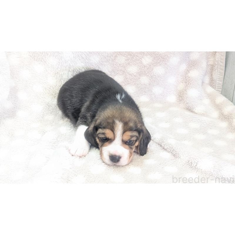 成約済の熊本県のビーグル-440793の23枚目