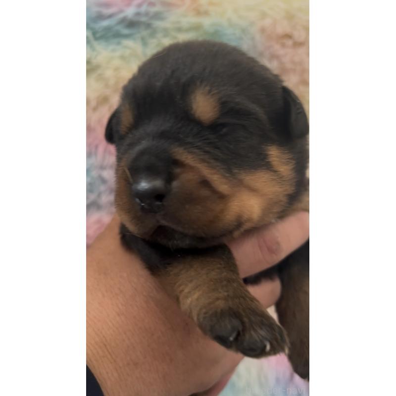 成約済の愛知県のロットワイラー-440468の2枚目