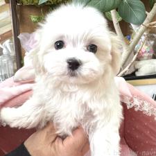 ♀︎マルチーズ