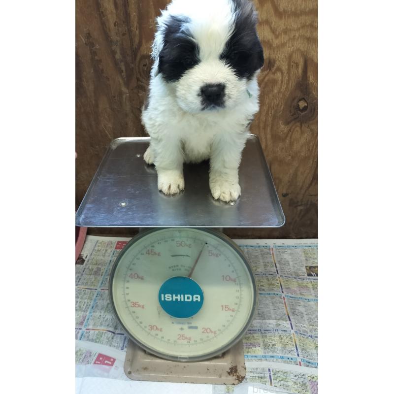 成約済の岐阜県のセントバーナード-443363の2枚目