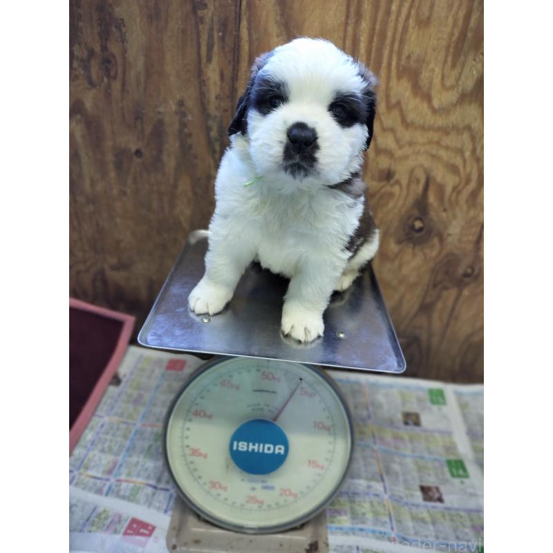 成約済の岐阜県のセントバーナード-442159の2枚目