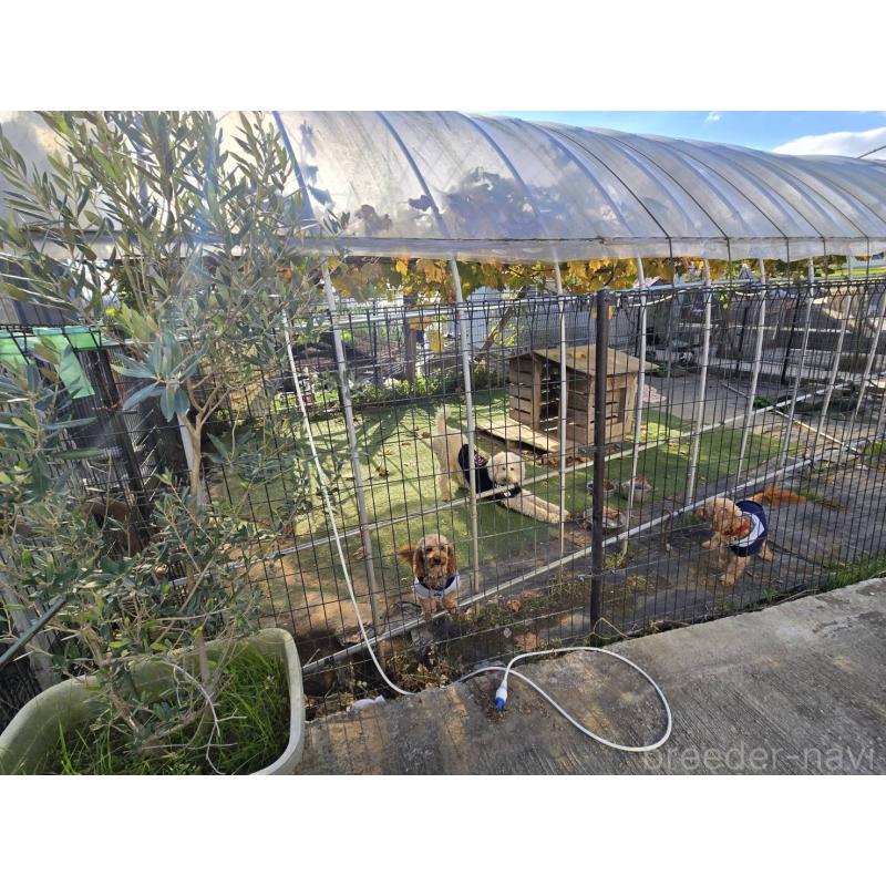 田中亜矢ブリーダーの詳細