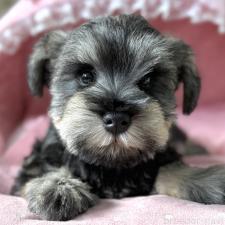 ♀︎ミニチュアシュナウザー