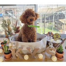 田中亜矢ブリーダー