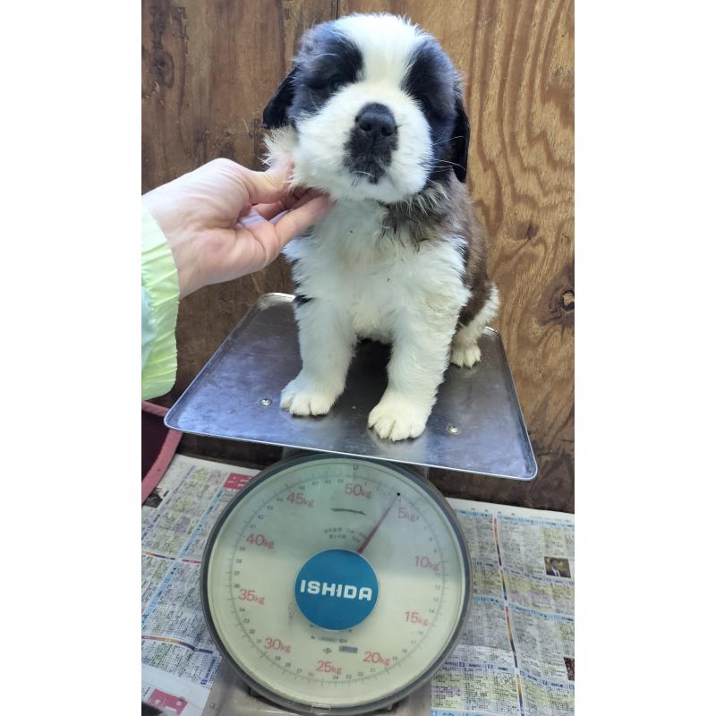 販売中の岐阜県のセントバーナード-442160の4枚目