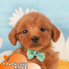 オンライン見学