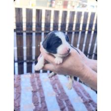 ♀︎バーニードゥードル:バーニーズ×スタンダードプードル