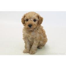 ♀︎トイプードル