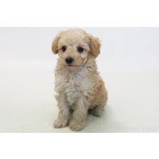 ♀︎トイプードル